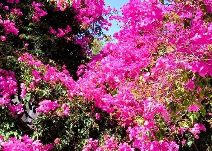 Bluewave Lux House Ornósz